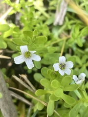 Bacopa monnieri