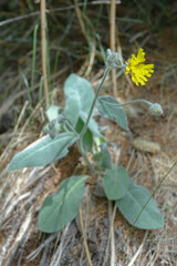 Hieracium tomentosum