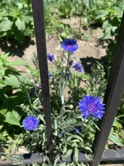 Centaurea cyanus