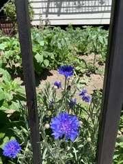 Centaurea cyanus