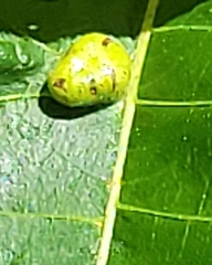 Phylloxera notabilis