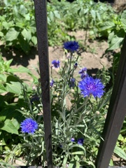 Centaurea cyanus