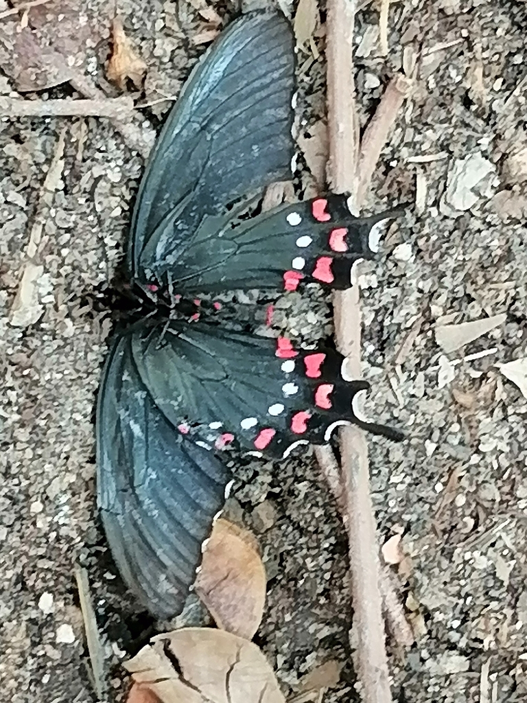 White-dotted Cattleheart