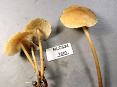Tricholomopsis aurea