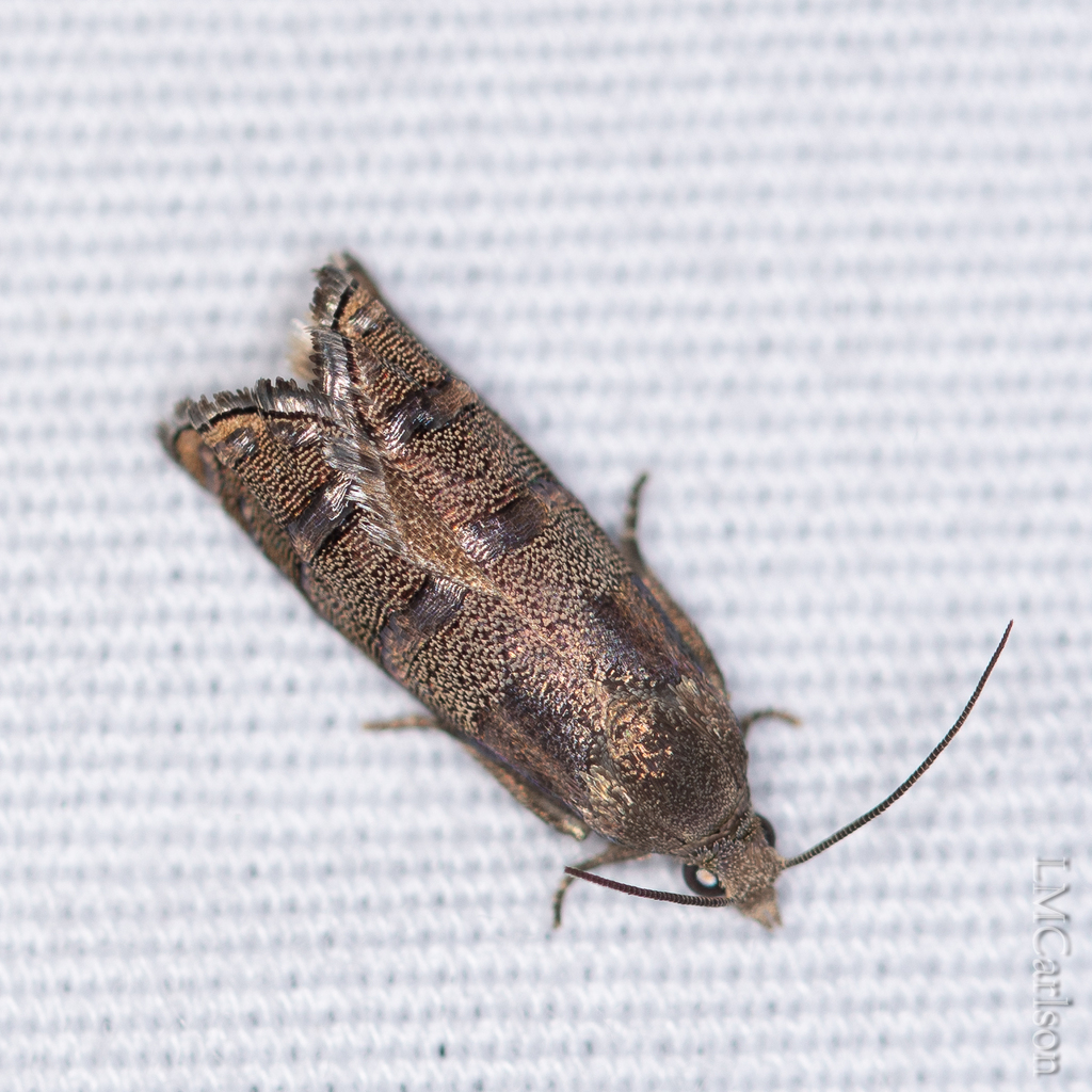 Eastern Pine Seedworm Moth