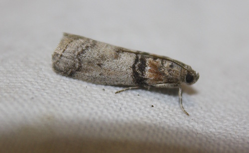 Sciota rhenella