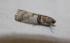 Sciota rhenella