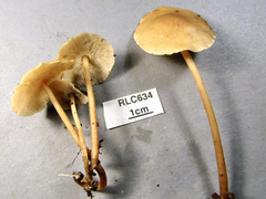 Tricholomopsis aurea