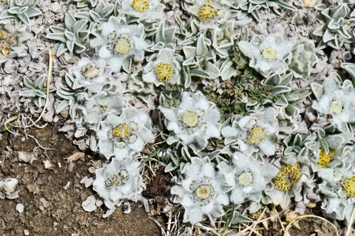 Small Edelweiss (Leontopodium pusillum)