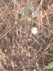Rafinesquia californica