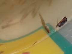 Cnesterodon decemmaculatus