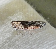 Catonia nava