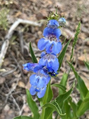 Penstemon glaber alpinus