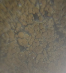 Lecanora polytropa