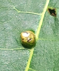 Phylloxera notabilis