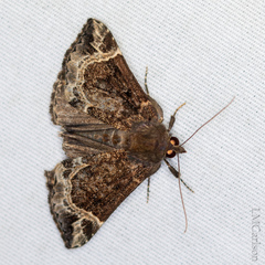 Hypena abalienalis