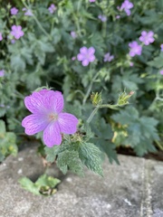 Geranium versicolor