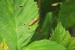 Eucosma conterminana