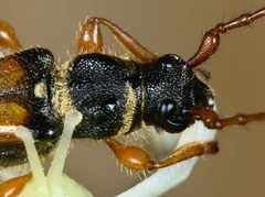 Stenopterus flavicornis