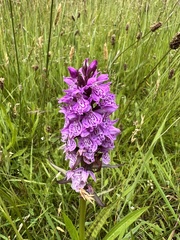 Dactylorhiza praetermissa junialis