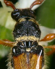Stenopterus flavicornis