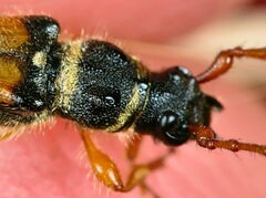 Stenopterus flavicornis