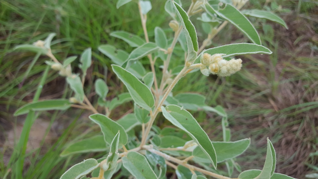 Lindheimer's Doveweed (Marbleseed Meadow) · INaturalist