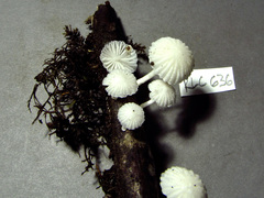 Marasmiellus volvatus