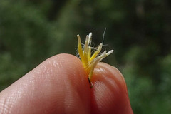 Hieracium tomentosum