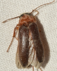 Cebrio