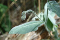 Hieracium tomentosum