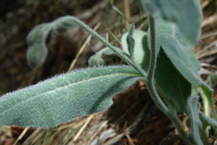 Hieracium tomentosum
