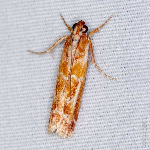 Rusty Pine Cone Moth photo 4