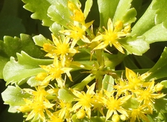 Phedimus kamtschaticus