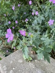Geranium versicolor