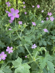 Geranium versicolor