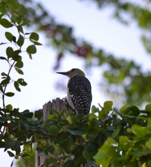 Melanerpes aurifrons