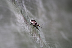 Micropterigidae
