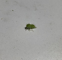 Stictocephala bisonia