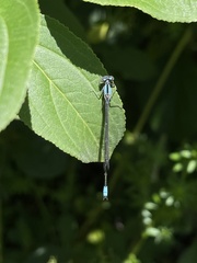 Enallagma divagans