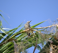 Melanerpes aurifrons