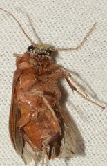 Cebrio