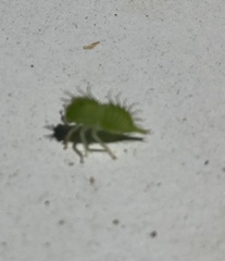 Stictocephala bisonia