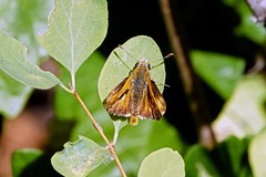 Ochlodes agricola