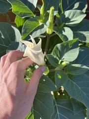 Datura