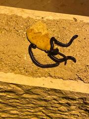 Archispirostreptus syriacus