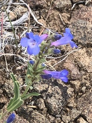 Penstemon aridus
