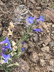 Penstemon aridus