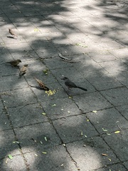 Dumetella carolinensis