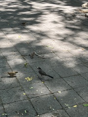 Dumetella carolinensis